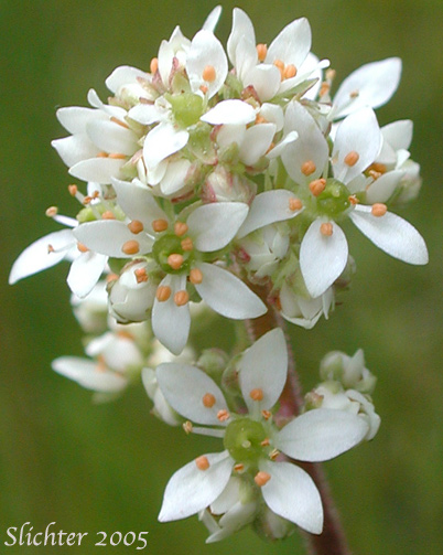 Close-up of an inflorescence of Bog Saxifrage, Oregon Saxifrage: Micranthes oregana (Synonyms: Micranthes arnoglossa, Micranthes brachypus, Saxifraga hitchcockiana, Saxifraga montanensis, Saxifraga oregana, Saxifraga oregana var. montanensis, Saxifraga oregana var. oregana, Saxifraga oregana var. sierrae)