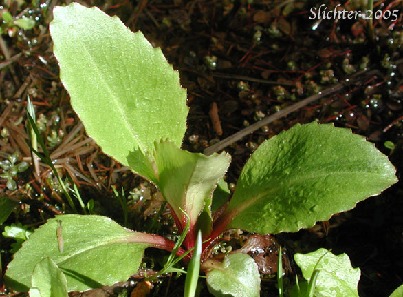 Basal leaves of Oregon Saxifrage: Saxifraga oregana (Synonyms: Micranthes arnoglossa, Micranthes brachypus, Micranthes oregana, Saxifraga montanensis, Saxifraga oregana var. montanensis, Saxifraga oregana var. oregana, Saxifraga oregana var. sierrae)