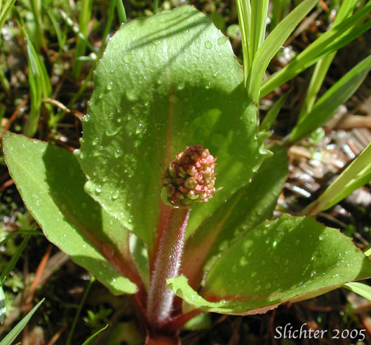 Bog Saxifrage, Oregon Saxifrage: Micranthes oregana (Synonyms: Micranthes arnoglossa, Micranthes brachypus, Saxifraga hitchcockiana, Saxifraga montanensis, Saxifraga oregana, Saxifraga oregana var. montanensis, Saxifraga oregana var. oregana, Saxifraga oregana var. sierrae)