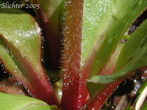 Stem hairs of Bog Saxifrage, Oregon Saxifrage: Micranthes oregana (Synonyms: Micranthes arnoglossa, Micranthes brachypus, Saxifraga hitchcockiana, Saxifraga montanensis, Saxifraga oregana, Saxifraga oregana var. montanensis, Saxifraga oregana var. oregana, Saxifraga oregana var. sierrae)