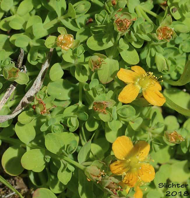 Bog St. Johnswort, Bog St. John'swort, Bog St. John's Wort, Creeping St. Johnswort, Tinkers Penny, Tinker's Penny: Hypericum anagalloides