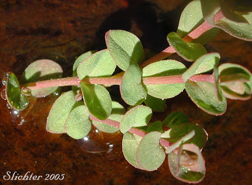Stem leaves of Bog St. Johnswort, Bog St. John'swort, Bog St. John's Wort, Creeping St. Johnswort, Tinkers Penny, Tinker's Penny: Hypericum anagalloides