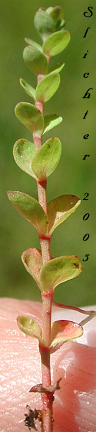 Opposite stem leaves of Bog St. Johnswort, Bog St. John'swort, Bog St. John's Wort, Creeping St. Johnswort, Tinkers Penny, Tinker's Penny: Hypericum anagalloides