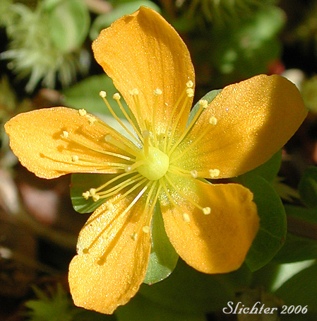 Close-up of the flower of Bog St. Johnswort, Bog St. John'swort, Bog St. John's Wort, Creeping St. Johnswort, Tinkers Penny, Tinker's Penny: Hypericum anagalloides