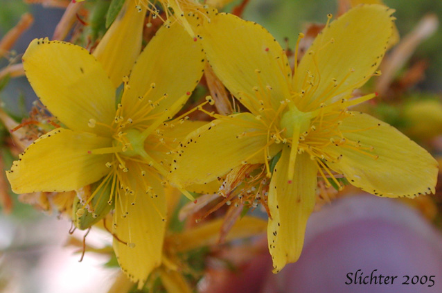 Close-up of the flowers of Common St. Johnswort, Common St. John's-wort, Klamathweed, Klamath Weed: Hypericum perforatum