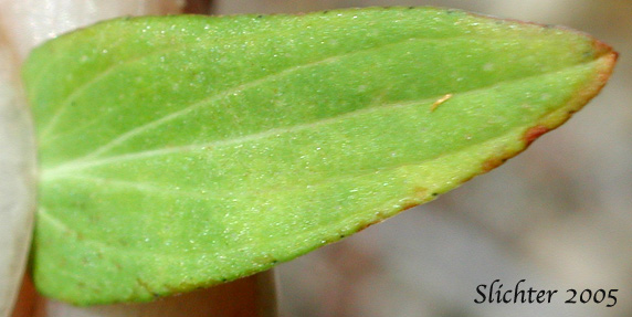 Stem leaf of Common St. Johnswort, Common St. John's-wort, Klamathweed, Klamath Weed: Hypericum perforatum