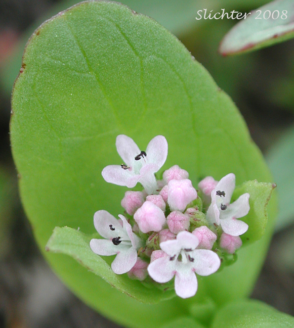 Rosy Plectritis, Sea Blush: Plectritis congesta (Synonym: Plectritis congesta ssp. congesta)