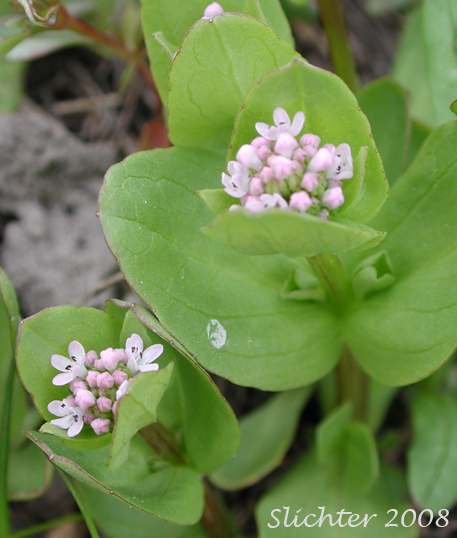 Rosy Plectritis, Sea Blush: Plectritis congesta (Synonym: Plectritis congesta ssp. congesta)
