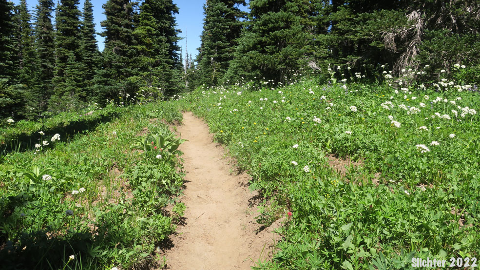 Mountain Heliotrope, Sitka Valerian: Valeriana sitchensis (Synonyms: Valeriana sitchensis, Valeriana sitchensis var. sitchensis)
