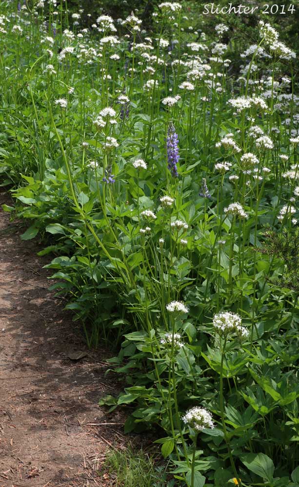 Sitka Valerian, Mountain Heliotrope: Valeriana sitchensis (Synonyms: Valerianella sitchensis, Valeriana sitchensis ssp. sitchensis, Valeriana sitchensis var. hookeri, Valeriana sitchensis var. sitchensis)