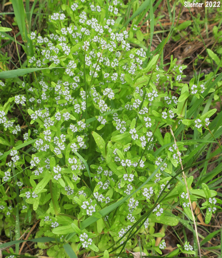 European Corn-salad, Lamb's-lettuce: Valerianella locusta (Synonym: Valerianella olitoria)