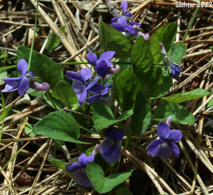 Blue Violet, Early Blue Violet, Hookedspur Violet, Western Longspur Violet: Viola adunca (Synonyms: Viola adunca var. adunca, Viola adunca var. bellidifolia, Viola adunca var. cascadensis, Viola adunca ssp. oxyceras, Viola adunca var. oxyceras, Viola adunca var. uncinulata, Viola bellidifolia, Viola cascadensis)