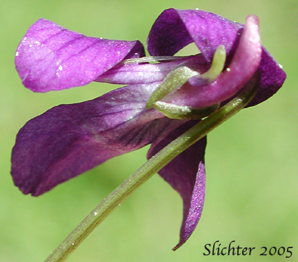 Underside of a flower of Hookedspur Violet, Western Longspur Violet, Early Blue Violet: Viola adunca (Synonyms: Viola adunca var. adunca, Viola adunca var. bellidifolia, Viola adunca var. cascadensis, Viola adunca ssp. oxyceras, Viola adunca var. oxyceras, Viola adunca var. uncinulata, Viola bellidifolia, Viola cascadensis)