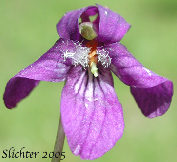 Flower of Hookedspur Violet, Western Longspur Violet, Early Blue Violet: Viola adunca (Synonyms: Viola adunca var. adunca, Viola adunca var. bellidifolia, Viola adunca var. cascadensis, Viola adunca ssp. oxyceras, Viola adunca var. oxyceras, Viola adunca var. uncinulata, Viola bellidifolia, Viola cascadensis)
