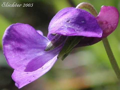 Close-up sideview of a flower of Hookedspur Violet, Western Longspur Violet, Early Blue Violet: Viola adunca (Synonyms: Viola adunca var. adunca, Viola adunca var. bellidifolia, Viola adunca var. cascadensis, Viola adunca ssp. oxyceras, Viola adunca var. oxyceras, Viola adunca var. uncinulata, Viola bellidifolia, Viola cascadensis)