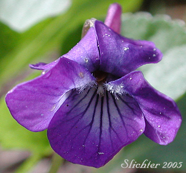 Flower of Hookedspur Violet, Western Longspur Violet, Early Blue Violet: Viola adunca (Synonyms: Viola adunca var. adunca, Viola adunca var. bellidifolia, Viola adunca var. cascadensis, Viola adunca ssp. oxyceras, Viola adunca var. oxyceras, Viola adunca var. uncinulata, Viola bellidifolia, Viola cascadensis)