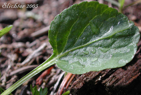 Close-up of a leaf of Hookedspur Violet, Western Longspur Violet, Early Blue Violet: Viola adunca (Synonyms: Viola adunca var. adunca, Viola adunca var. bellidifolia, Viola adunca var. cascadensis, Viola adunca ssp. oxyceras, Viola adunca var. oxyceras, Viola adunca var. uncinulata, Viola bellidifolia, Viola cascadensis)