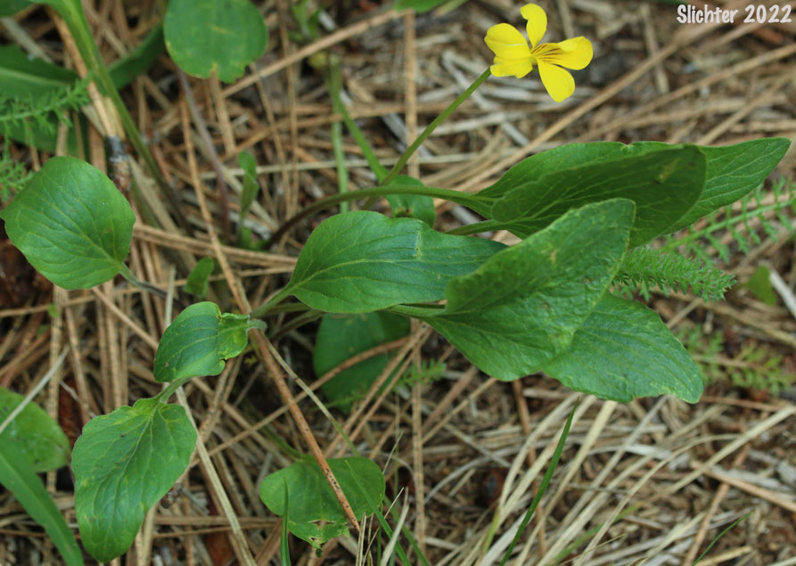 Baker Violet, Baker's Violet, Yellow Prairie Violet: Viola nuttallii var. bakeri (Synonym: Viola bakeri)