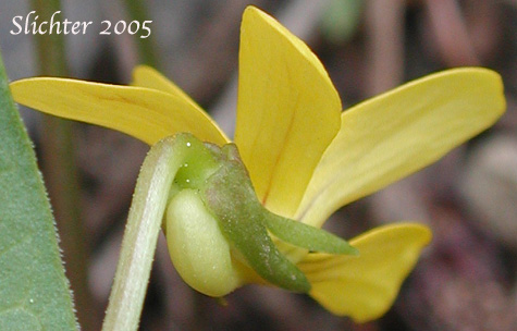 Close-up view of the back of the flower petals of Baker's Violet, Yellow Prairie Violet: Viola bakeri (Synonyms: Viola bakeri ssp. grandis, Viola bakeri ssp. shastensis, Viola nuttallii, Viola nuttallii var. bakeri)