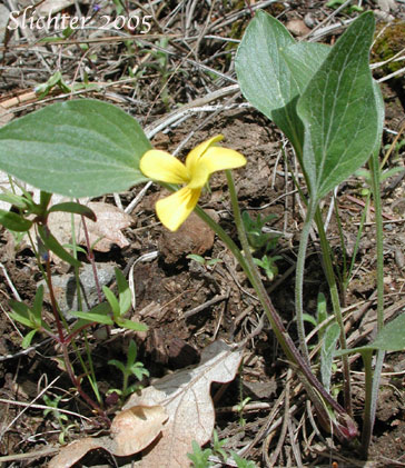 Baker's Violet, Yellow Prairie Violet: Viola bakeri (Synonyms: Viola bakeri ssp. grandis, Viola bakeri ssp. shastensis, Viola nuttallii, Viola nuttallii var. bakeri)