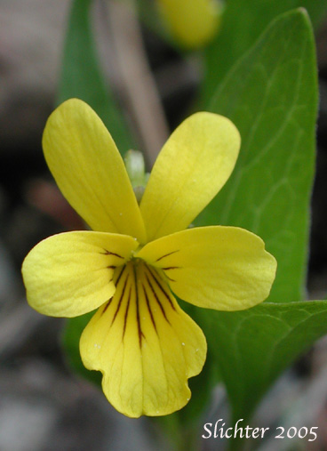 Flower of Baker's Violet, Yellow Prairie Violet: Viola bakeri (Synonyms: Viola bakeri ssp. grandis, Viola bakeri ssp. shastensis, Viola nuttallii, Viola nuttallii var. bakeri)