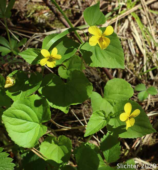Pioneer Violet, Stream Violet: Viola glabella