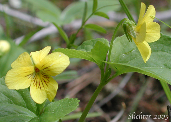 Pioneer Violet, Stream Violet: Viola glabella