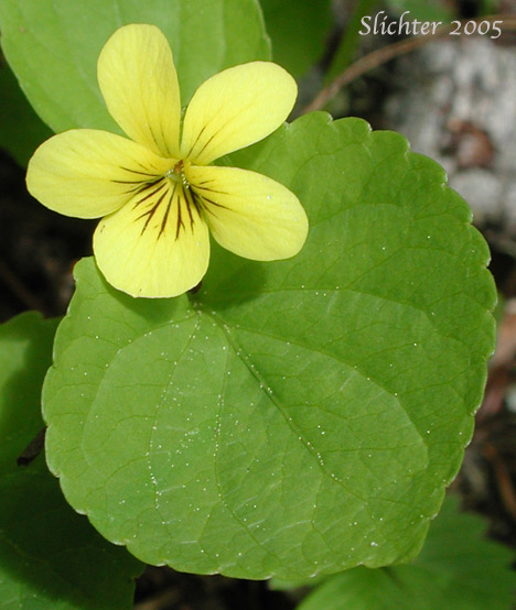 Pioneer Violet, Stream Violet: Viola glabella