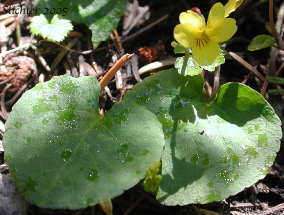 Darkwoods Violet, Evergreen Yellow Violet, Round-leaf Violet, Round-leaved Violet: Viola orbiculata (Synonyms: Viola sempervirens var. orbiculata, Viola sempervirens var. orbiculoides)