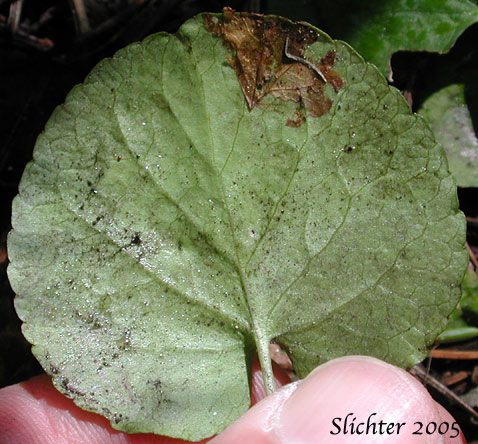 Lower leaf surface of Darkwoods Violet, Evergreen Yellow Violet, Round-leaf Violet, Round-leaved Violet: Viola orbiculata (Synonyms: Viola sempervirens var. orbiculata, Viola sempervirens var. orbiculoides)