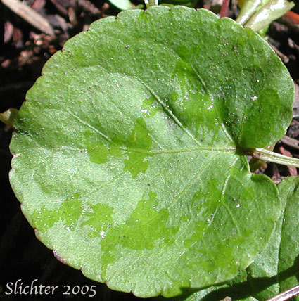 Upper leaf surface of Darkwoods Violet, Evergreen Yellow Violet, Round-leaf Violet, Round-leaved Violet: Viola orbiculata (Synonyms: Viola sempervirens var. orbiculata, Viola sempervirens var. orbiculoides)