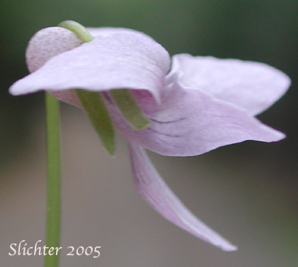 Sideview of the flower of Marsh Violet: Viola palustris (Synonyms: Viola palustris var. brevipes, Viola palustris var. palustris)