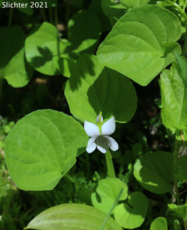 Marsh Violet: Viola palustris (Synonyms: Viola palustris var. brevipes, Viola palustris var. palustris)