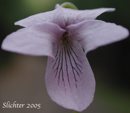 Flower of Marsh Violet: Viola palustris (Synonyms: Viola palustris var. brevipes, Viola palustris var. palustris)
