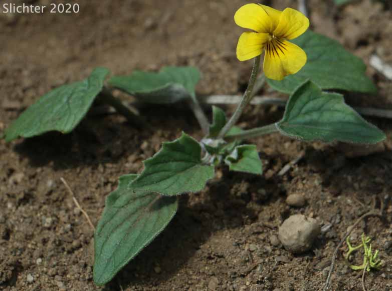 Goosefoot Violet, Purplish Violet: Viola purpurea ssp. venosa (Synonym: Viola purpurea var. venosa)