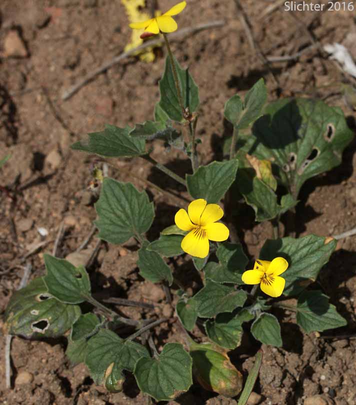 Goosefoot Violet, Purplish Violet: Viola purpurea ssp. venosa (Synonym: Viola purpurea var. venosa)