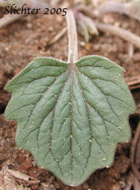 Basal leaf of Goosefoot Violet, Purplish Violet: Viola purpurea ssp. venosa (Synonym: Viola purpurea var. venosa)