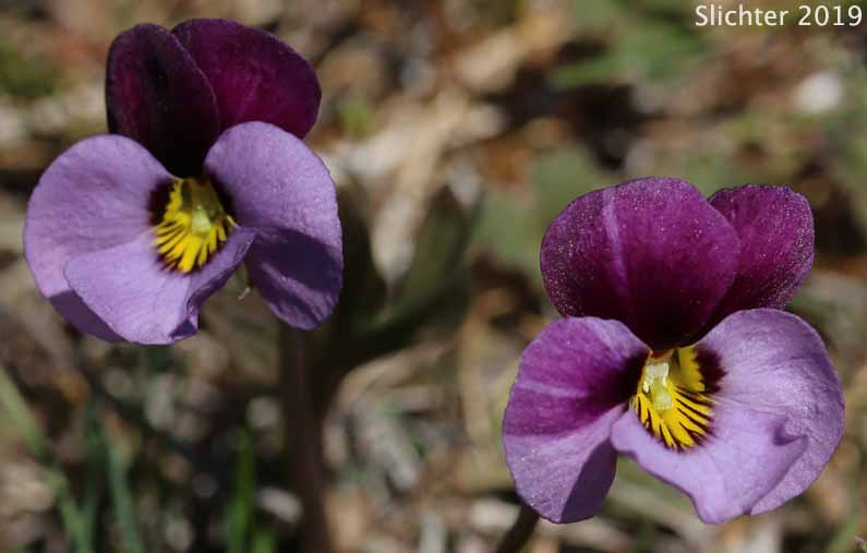 Desert Pansy, Rainier Violet, Sagebrush Violet, Three-nerved Violet : Viola trinervata