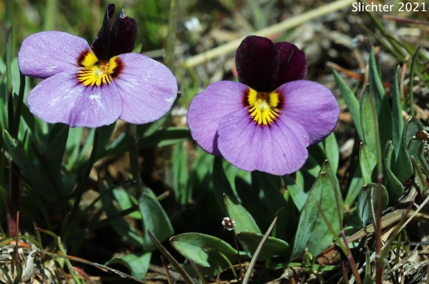 Desert Pansy, Rainier Violet, Sagebrush Violet, Three-nerved Violet: Viola trinervata