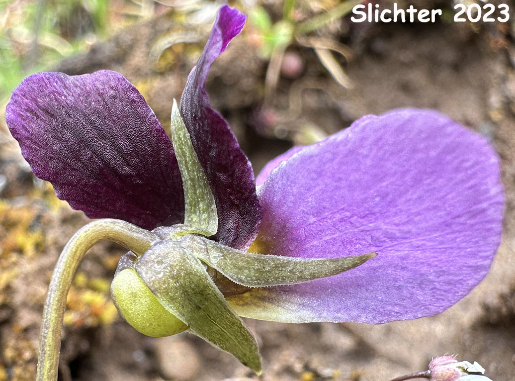 Side view of the flower of Desert Pansy, Rainier Violet, Sagebrush Violet, Three-nerved Violet: Viola trinervata