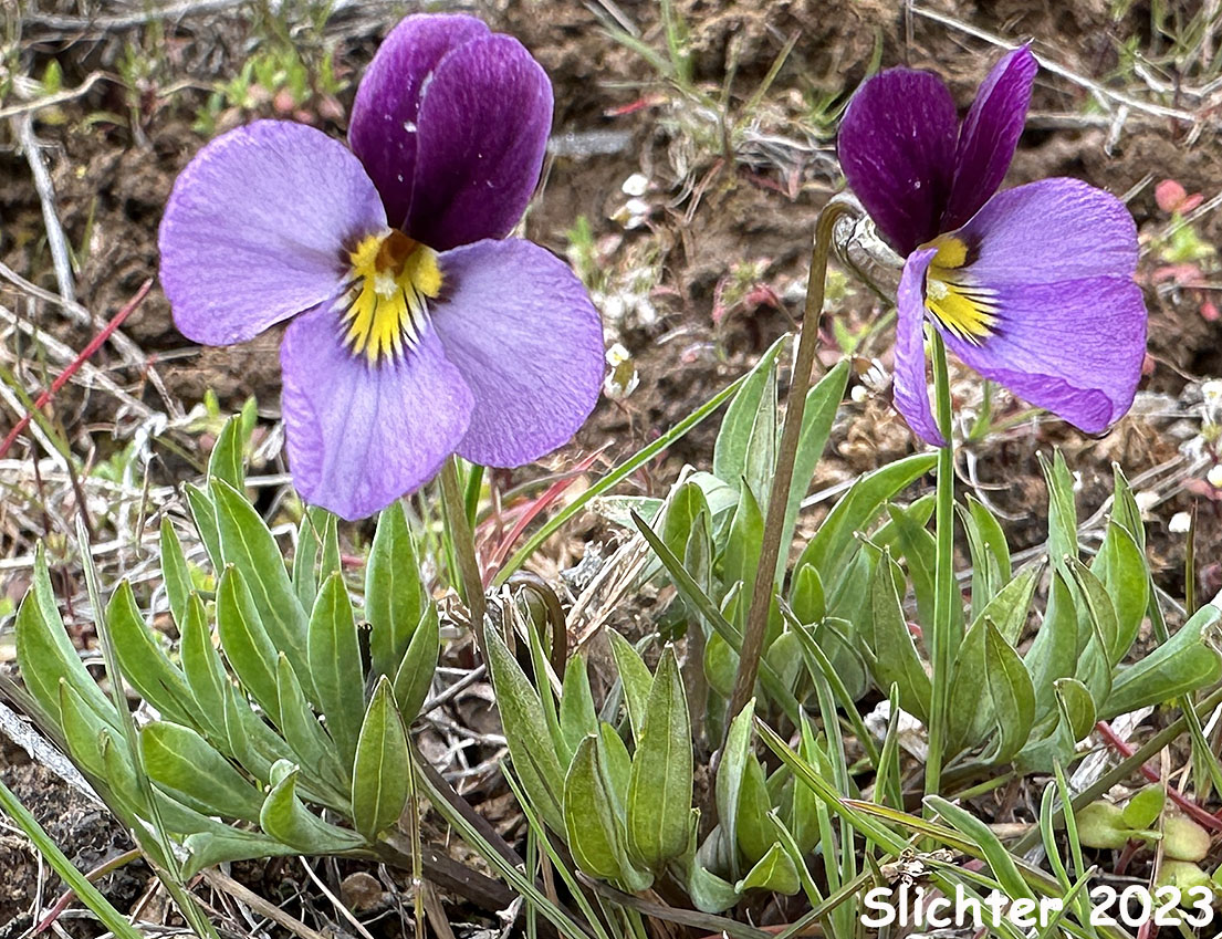 Desert Pansy, Rainier Violet, Sagebrush Violet, Three-nerved Violet: Viola trinervata