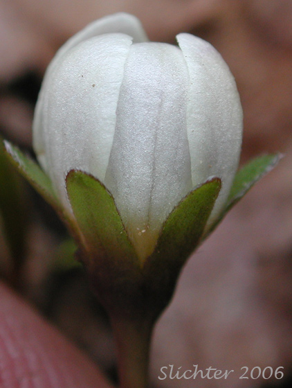 Dwarf Hesperochiron, Dwarf Monkey-fiddle: Hesperochiron pumilus (Synonyms: Hesperochiron pumilus var. ciliatus, Hesperochiron villosulus)