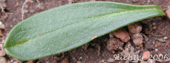 Basal leaf of Dwarf Hesperochiron, Dwarf Monkey-fiddle: Hesperochiron pumilus (Synonyms: Hesperochiron pumilus var. ciliatus, Hesperochiron villosulus)