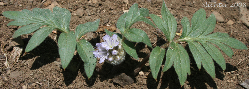Ballhead Waterleaf: Hydrophyllum capitatum var. capitatum