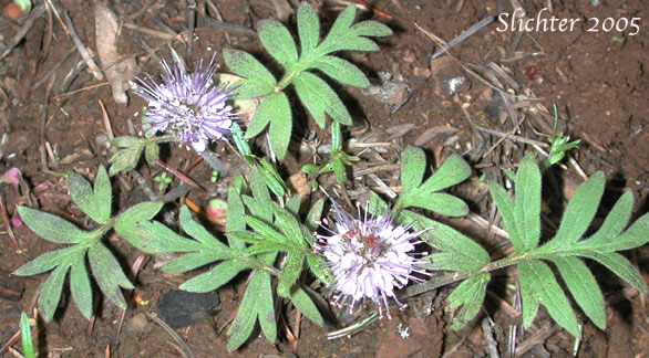 Ballhead Waterleaf: Hydrophyllum capitatum var. capitatum