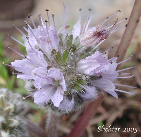 Inflorescence of Ballhead Waterleaf: Hydrophyllum capitatum var. capitatum
