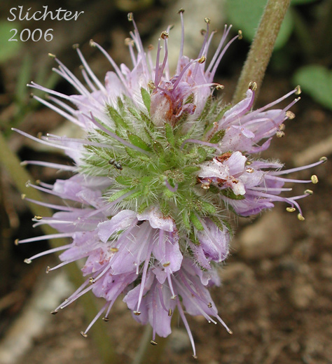 Inflorescence of Ballhead Waterleaf: Hydrophyllum capitatum var. capitatum