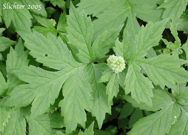 Pacific Waterleaf: Hydrophyllum tenuipes (Synonym: Hydrophyllum viridulum)