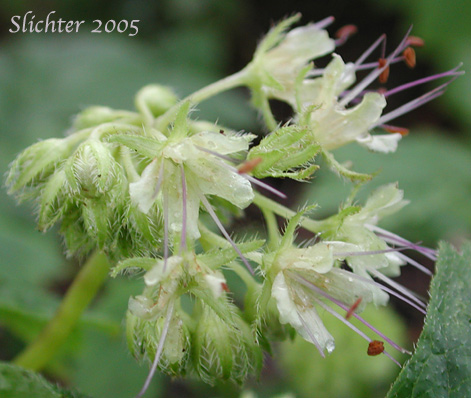 Pacific Waterleaf: Hydrophyllum tenuipes (Synonym: Hydrophyllum viridulum)