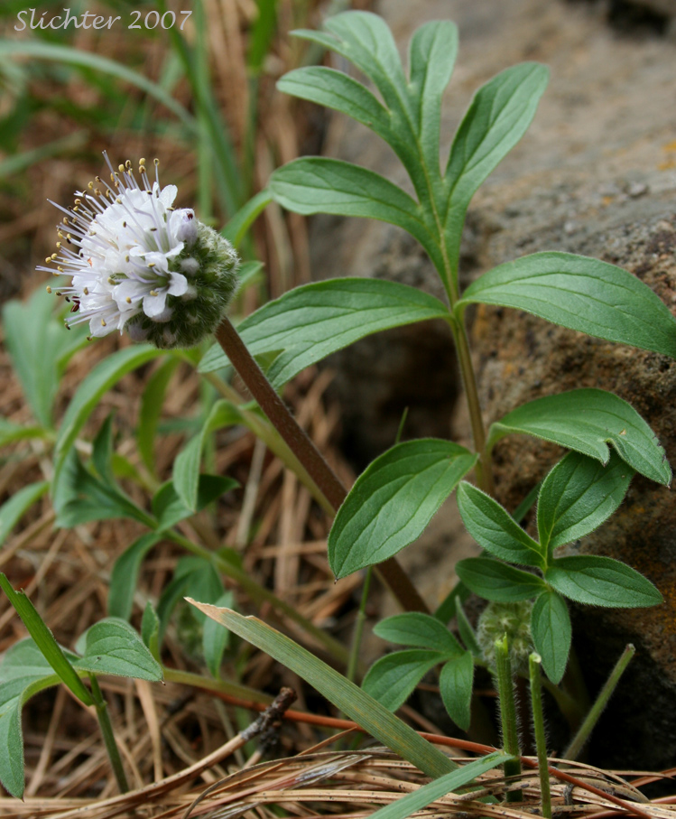 Ballhead Waterleaf, Wool Breeches, Woolen Breeches: Hydrophyllum capitatum var. thompsonii